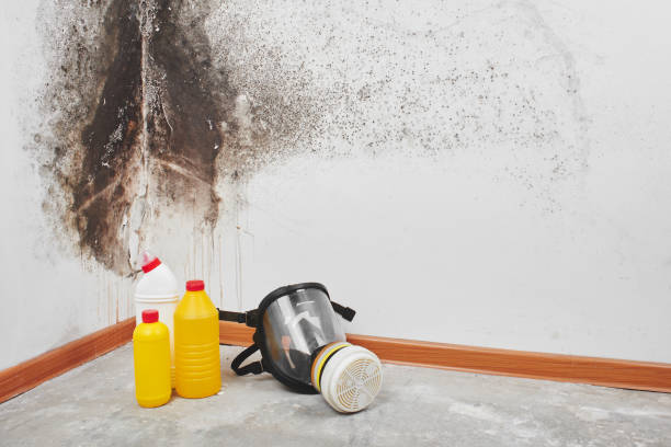 Best Residential Mold Removal  in Newton, TX