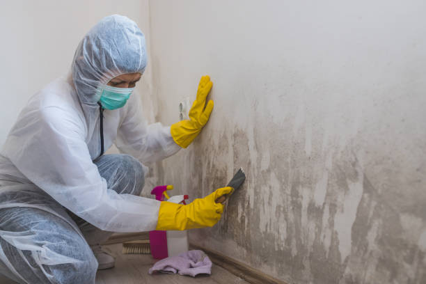 Best Mold Removal Near Me  in Newton, TX