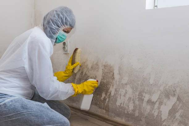 Best Mold Removal Near Me  in Newton, TX