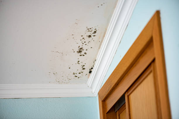 Best Certified Mold Removal  in Newton, TX