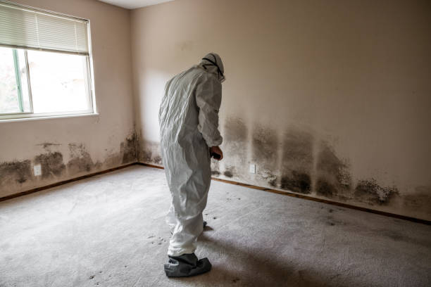 Best Black Mold Removal  in Newton, TX