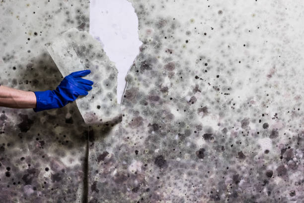 Best Attic Mold Removal  in Newton, TX