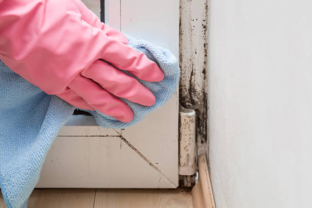 Best Certified Mold Removal  in Newton, TX